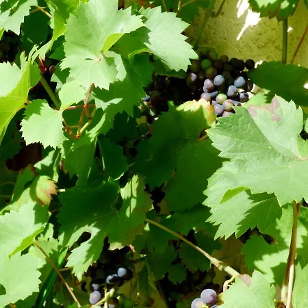 Апартаменты Relaxen Im Alten Winzerhaus Eg *