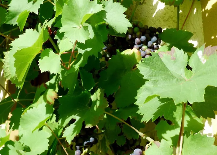 アパート Relaxen Im Alten Winzerhaus Eg *